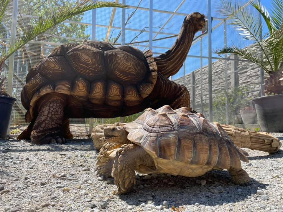 Schildkröten auf dem Gnadenhof