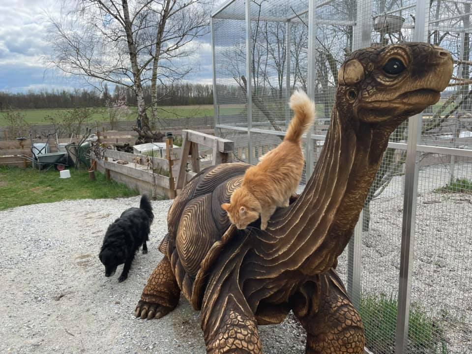 Der Gnadenhof – RespekTurtle