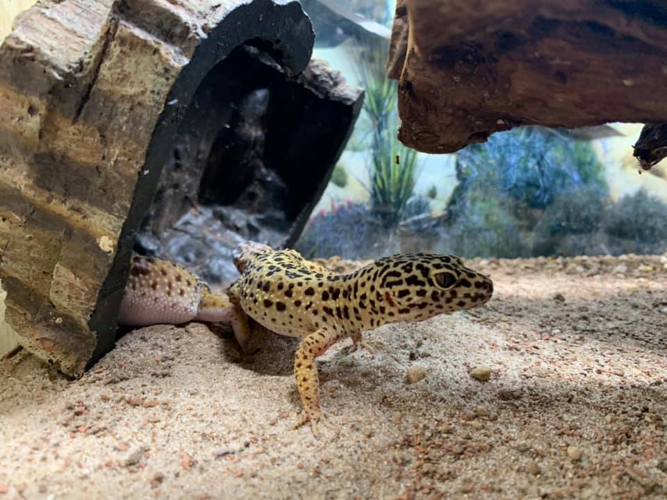 Reptilien, Vögel und Spinnen am Gnadenhof