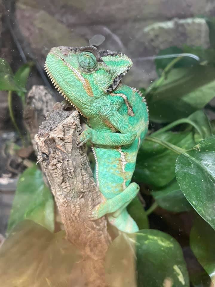 Reptilien, Vögel und Spinnen am Gnadenhof