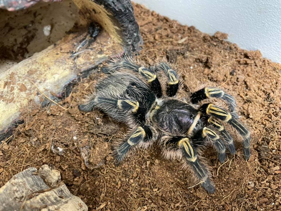 Reptilien, Vögel und Spinnen am Gnadenhof
