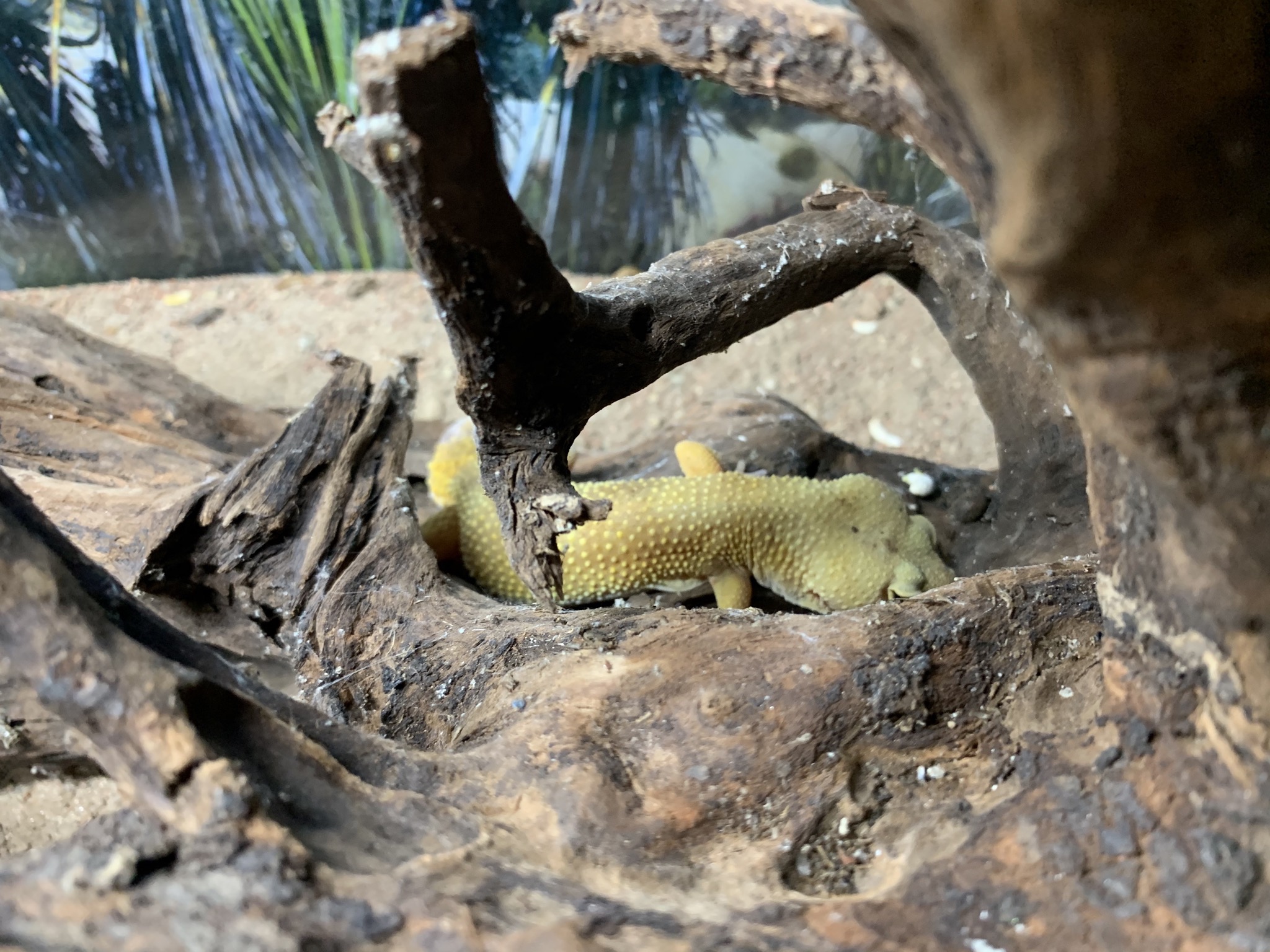 Reptilien, Vögel und Spinnen am Gnadenhof