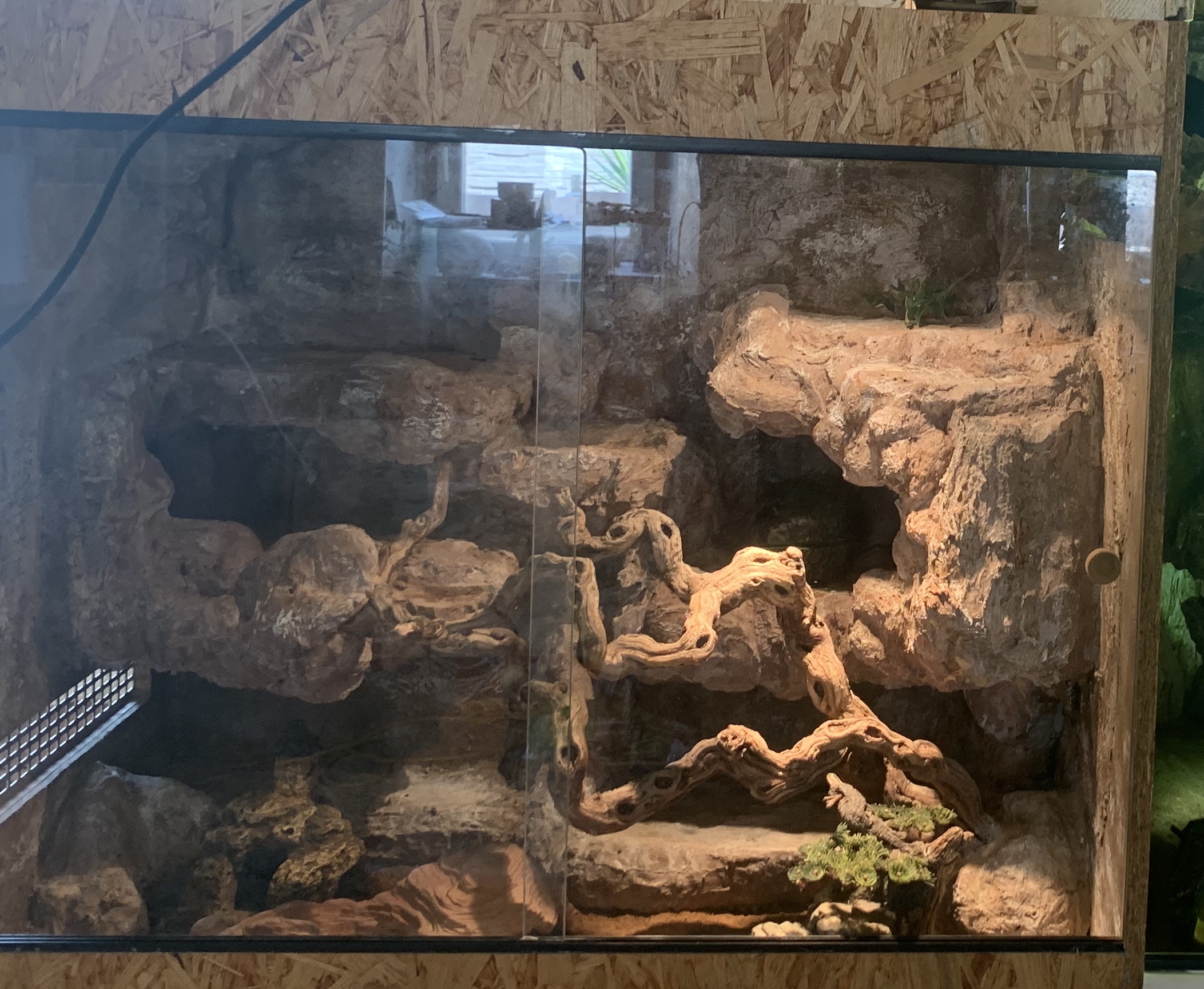 Reptilien, Vögel und Spinnen am Gnadenhof