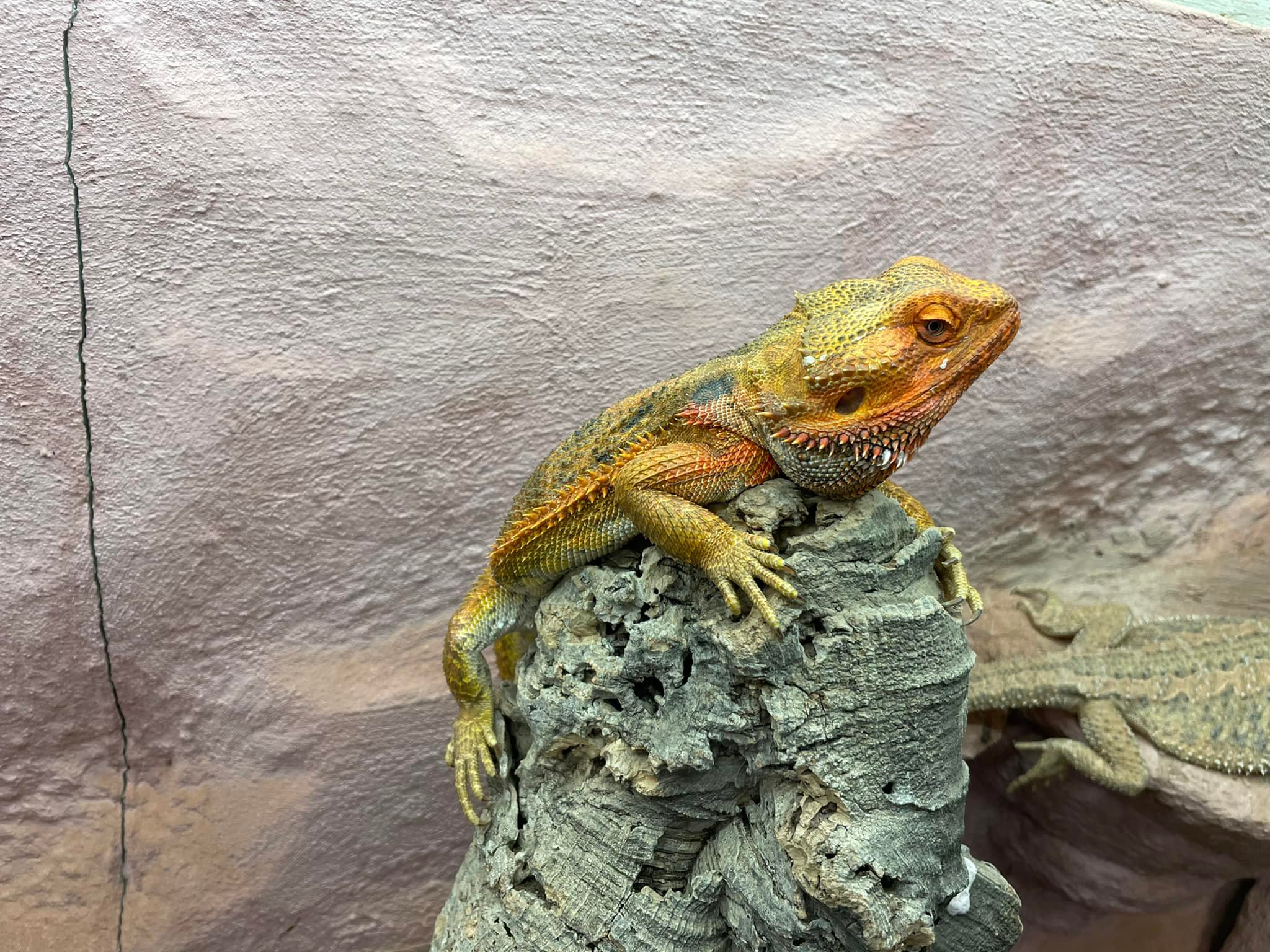 Reptilien, Vögel und Spinnen am Gnadenhof