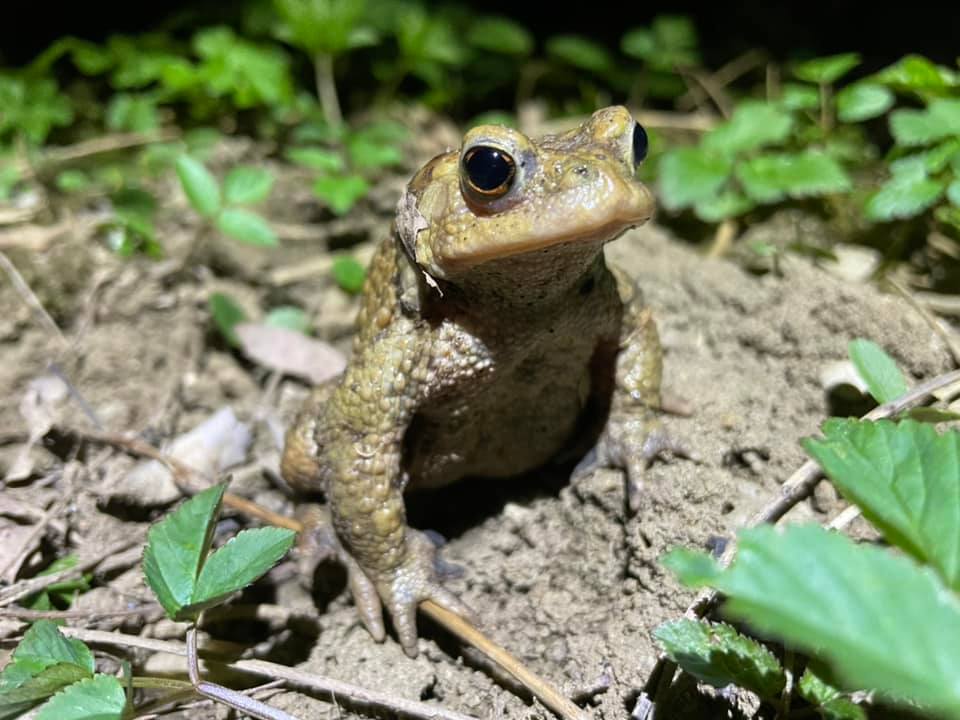 Reptilien, Vögel und Spinnen am Gnadenhof