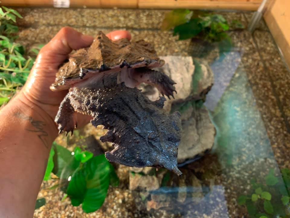 Schildkröten am Gnadenhof RespekTurtle