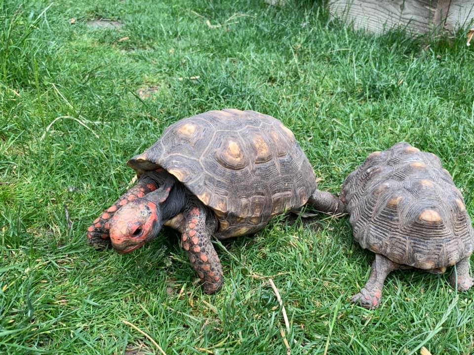 Schildkröten am Gnadenhof RespekTurtle