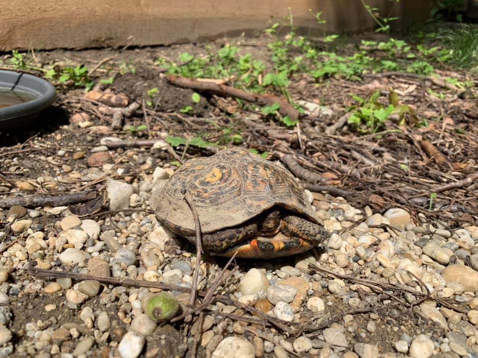 Schildkröten am Gnadenhof RespekTurtle