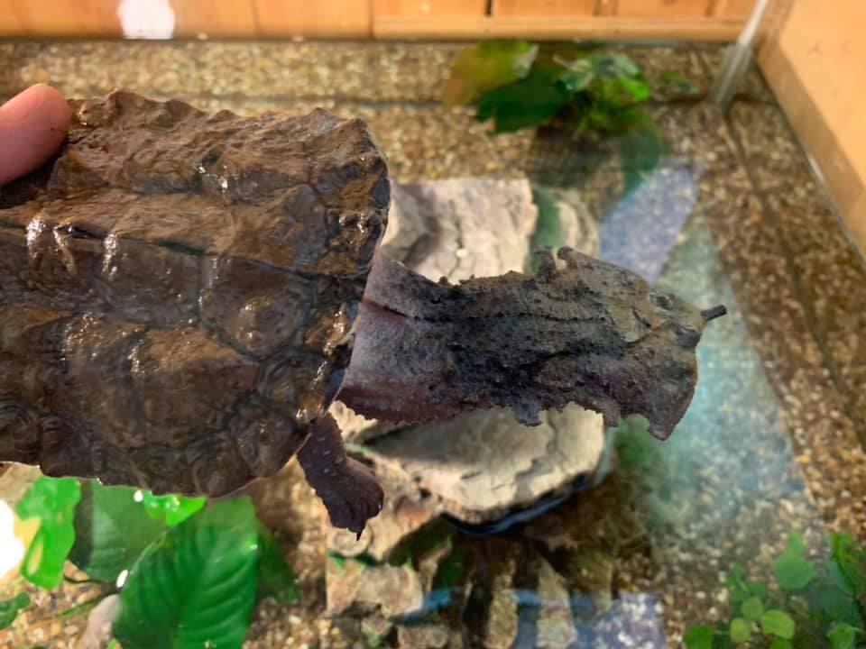 Schildkröten am Gnadenhof RespekTurtle