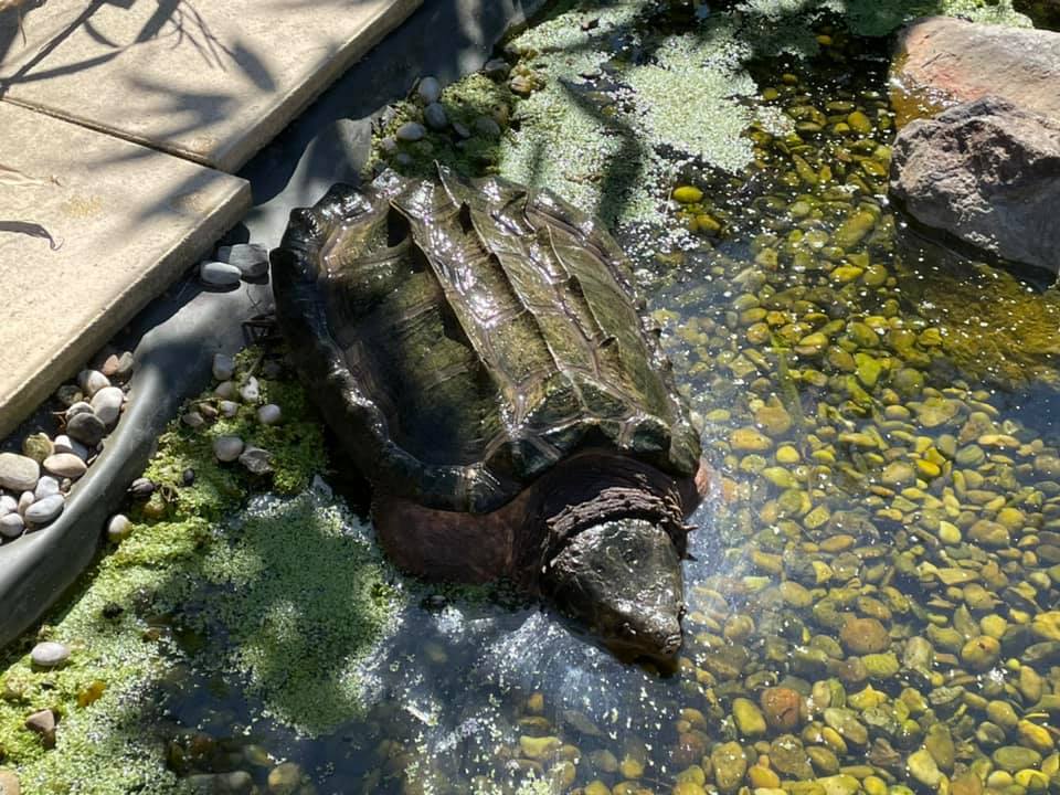 Schildkröten am Gnadenhof RespekTurtle