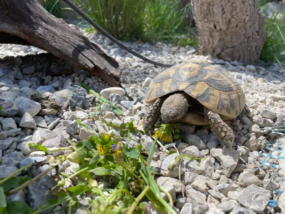 Schildkröten am Gnadenhof RespekTurtle