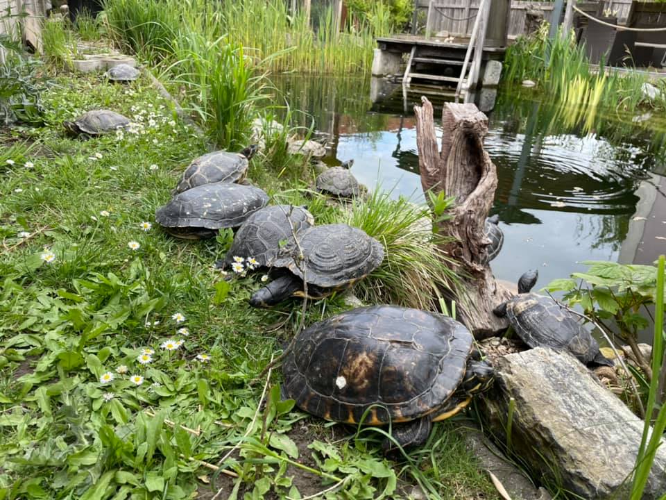 Schildkröte am Gnadenhof