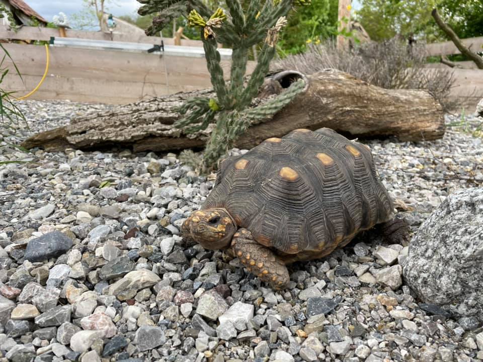 Schildkröten am Gnadenhof RespekTurtle