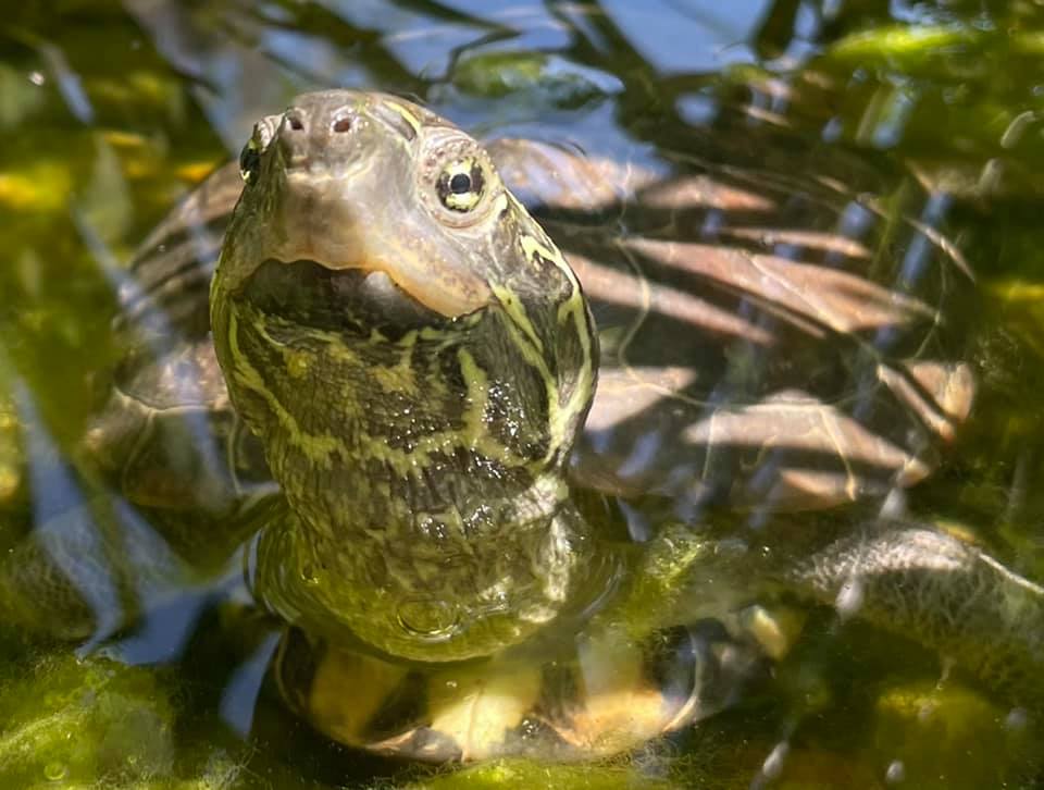 Schildkröten am Gnadenhof RespekTurtle