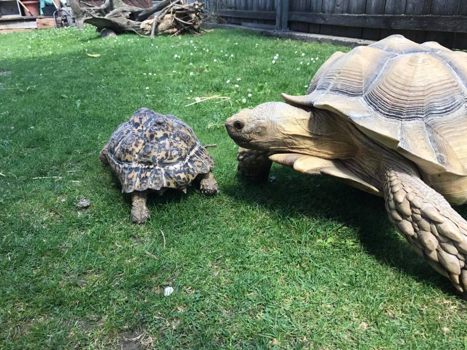 Schildkröten am Gnadenhof RespekTurtle