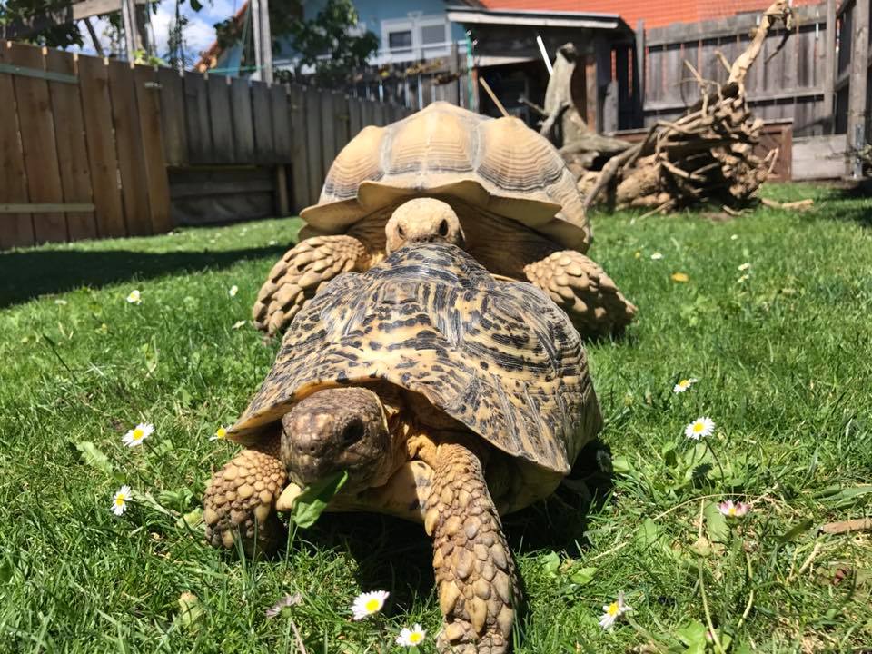 Schildkröten am Gnadenhof RespekTurtle