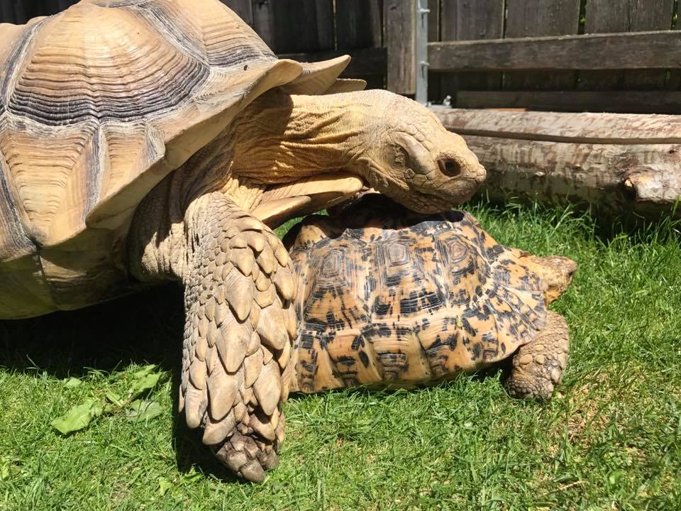 Schildkröten am Gnadenhof RespekTurtle