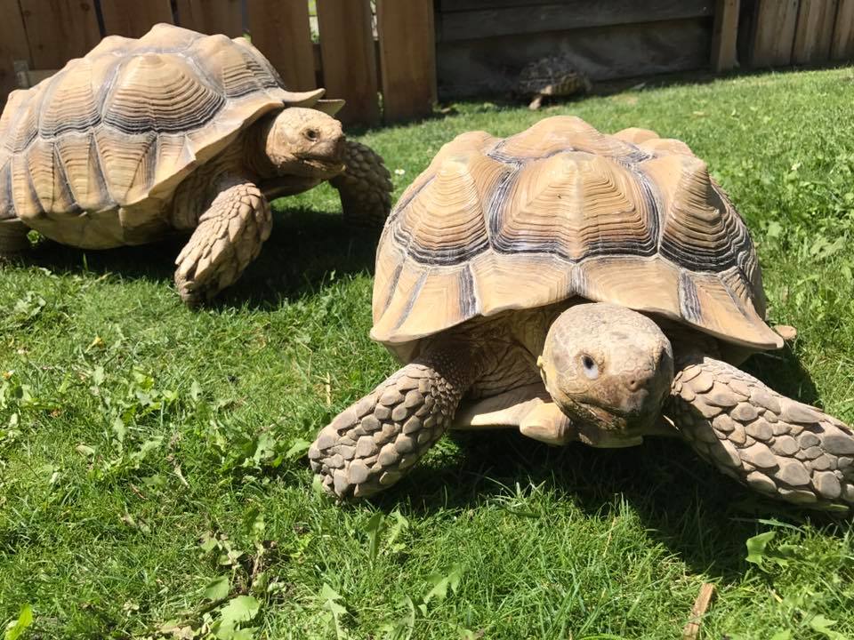 Schildkröten am Gnadenhof RespekTurtle