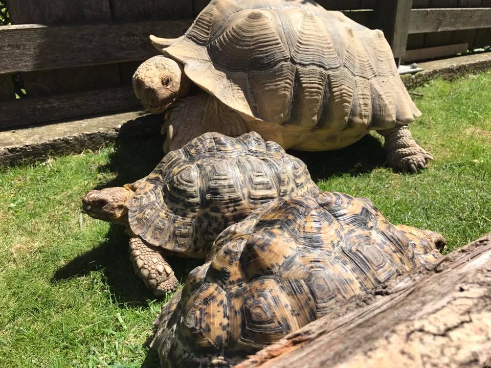 Schildkröten am Gnadenhof RespekTurtle