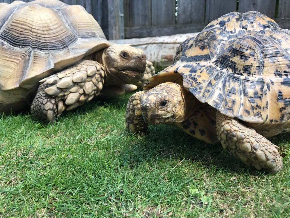 Schildkröten am Gnadenhof RespekTurtle