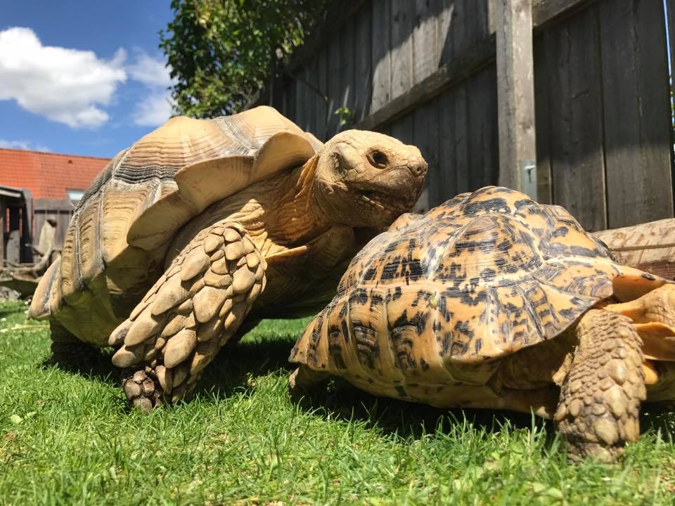 Schildkröten am Gnadenhof RespekTurtle