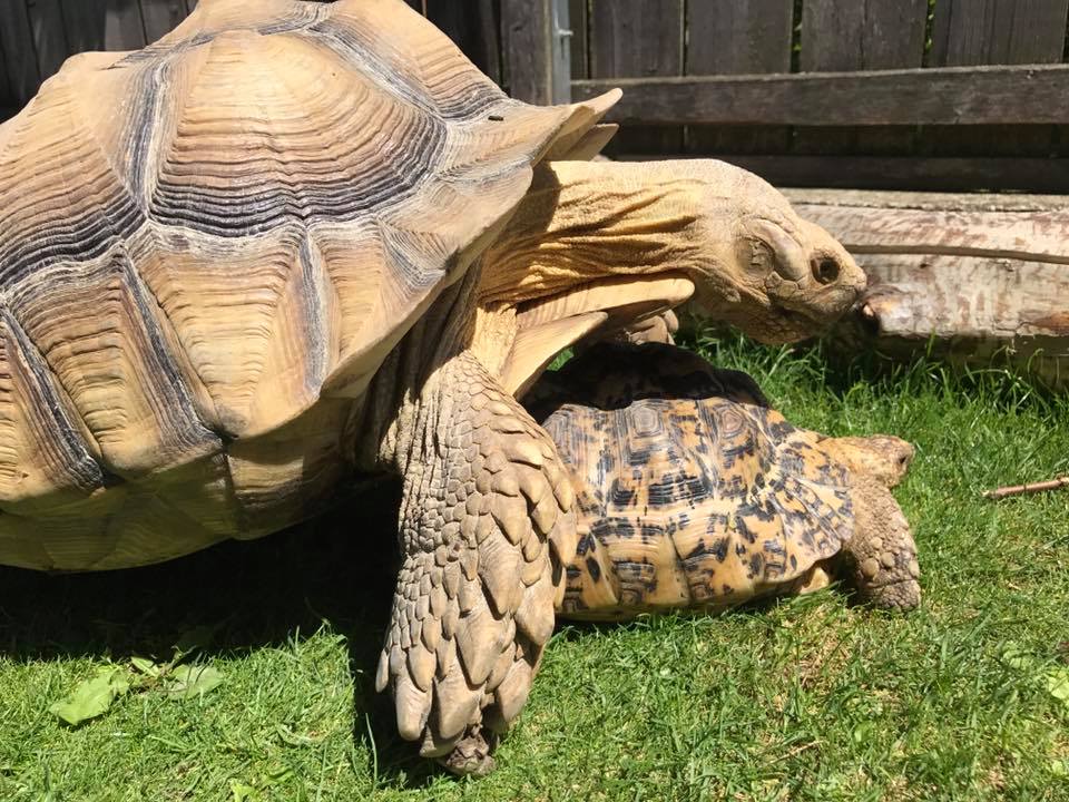 Schildkröten am Gnadenhof RespekTurtle