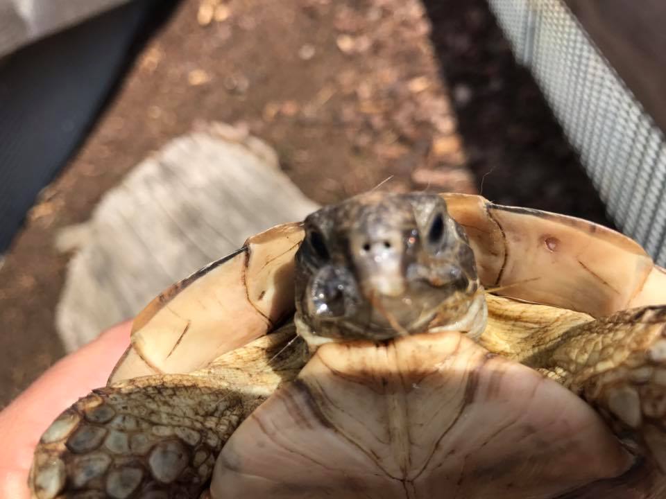 Schildkröten am Gnadenhof RespekTurtle