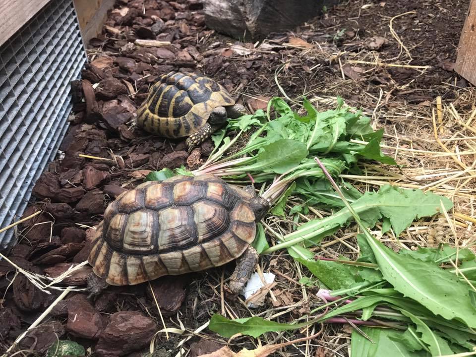 Schildkröten am Gnadenhof RespekTurtle