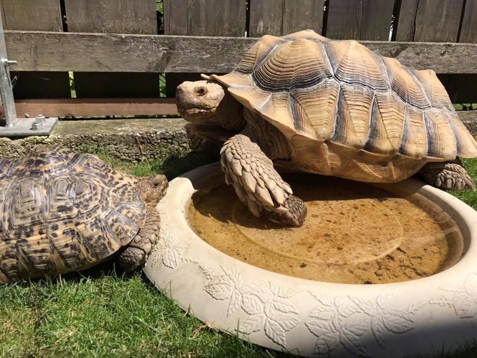 Schildkröten am Gnadenhof RespekTurtle