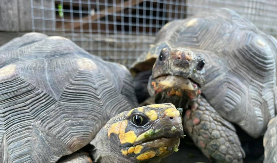 Schildkröten am Gnadenhof RespekTurtle