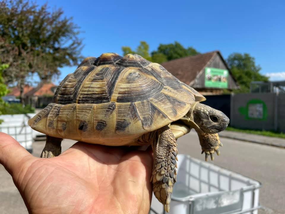 Schildkröten am Gnadenhof RespekTurtle