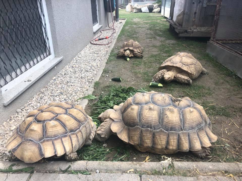 Schildkröten am Gnadenhof RespekTurtle