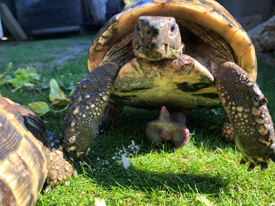 Schildkröten am Gnadenhof RespekTurtle