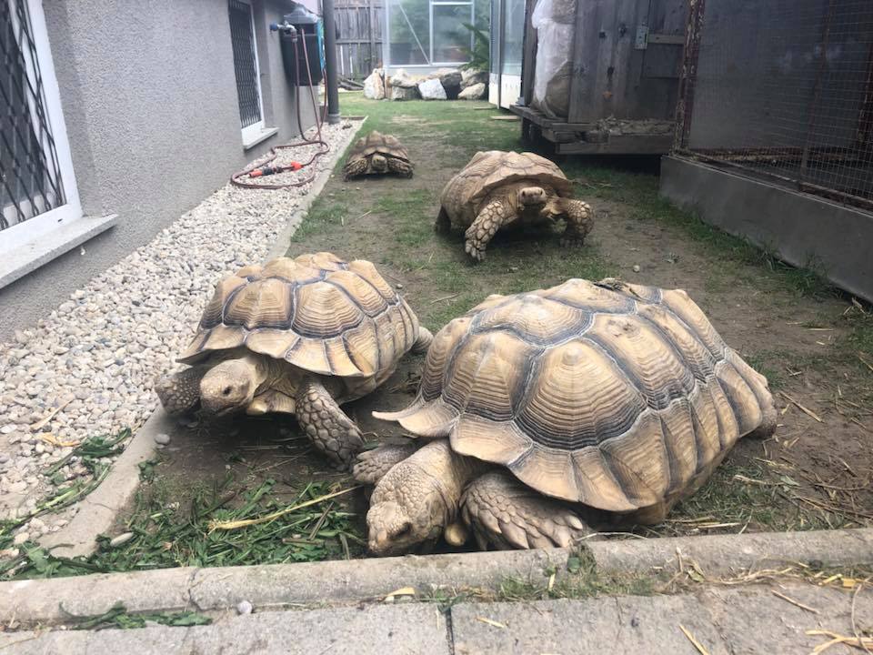 Schildkröten am Gnadenhof RespekTurtle