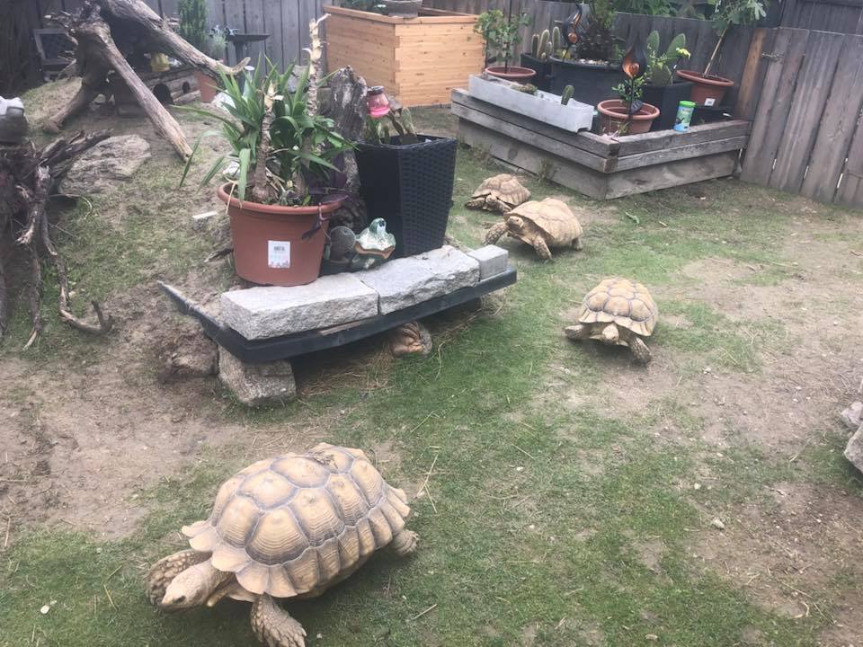 Schildkröten am Gnadenhof RespekTurtle