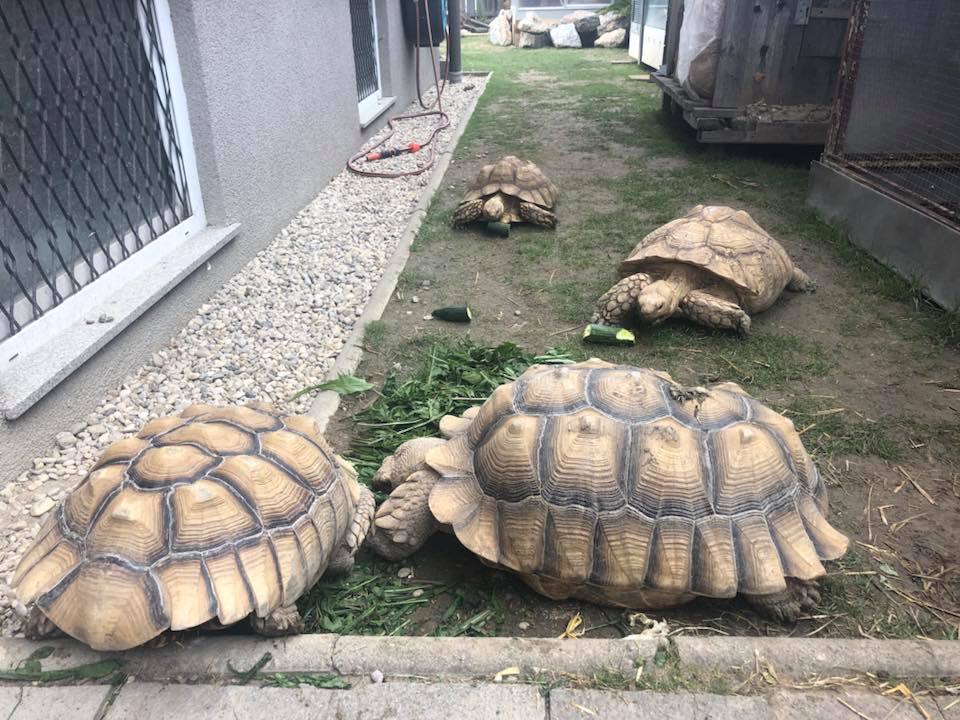 Schildkröten am Gnadenhof RespekTurtle