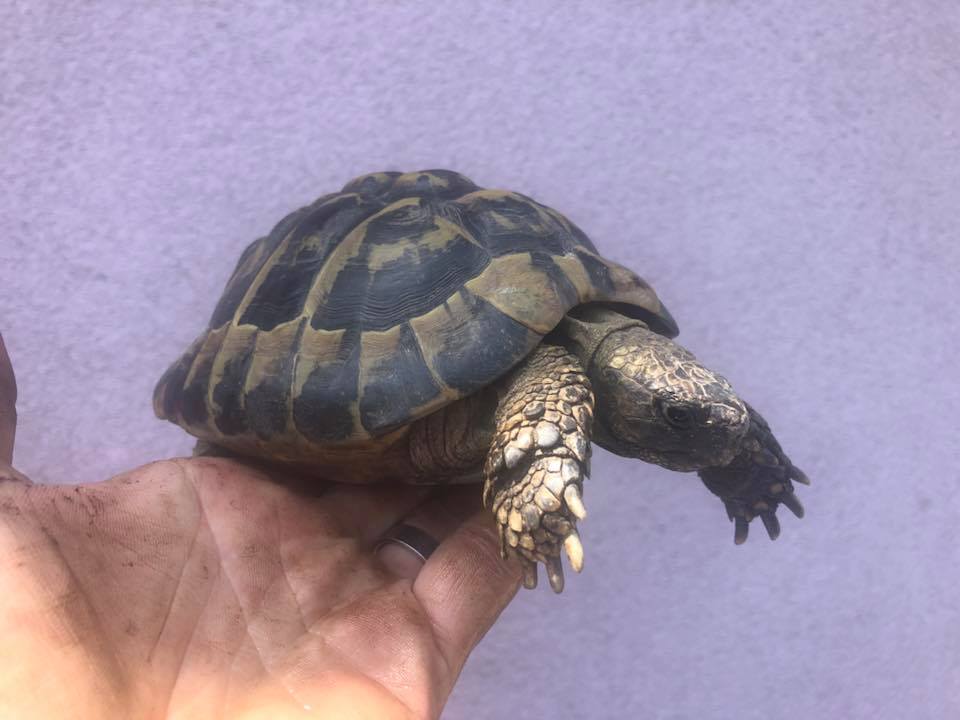 Schildkröten am Gnadenhof RespekTurtle