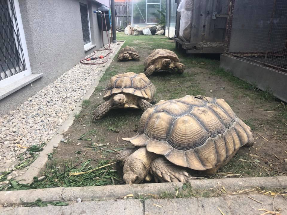 Schildkröten am Gnadenhof RespekTurtle
