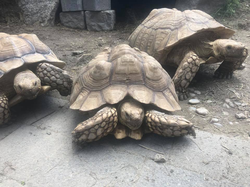 Schildkröten am Gnadenhof RespekTurtle
