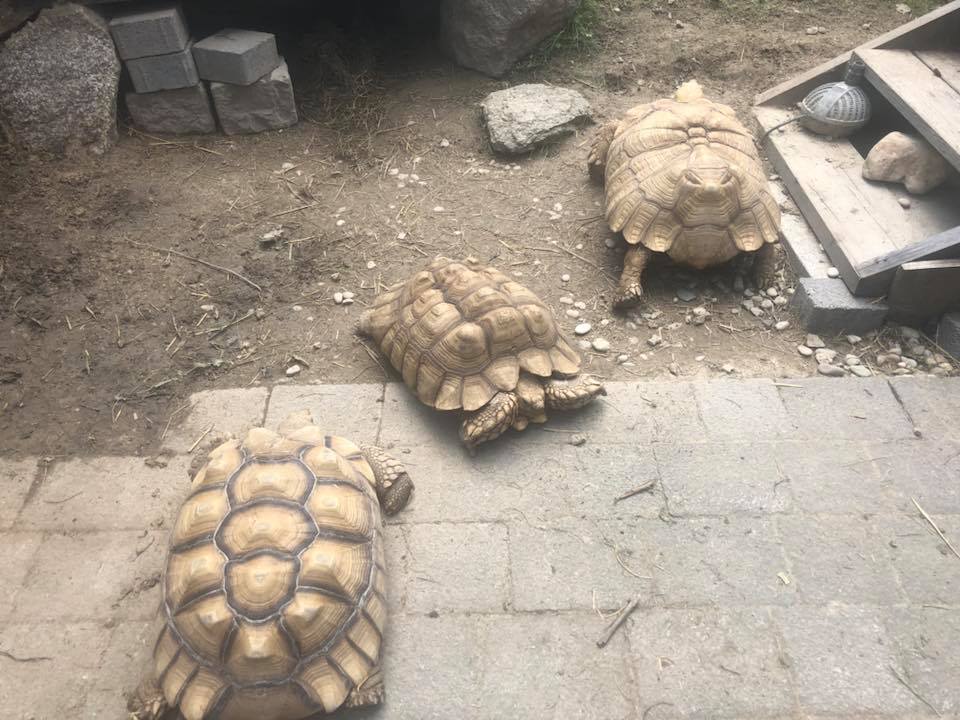 Schildkröten am Gnadenhof RespekTurtle