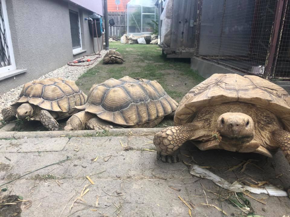 Schildkröten am Gnadenhof RespekTurtle
