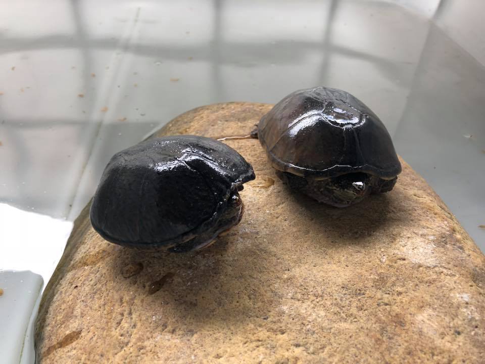 Schildkröten am Gnadenhof RespekTurtle