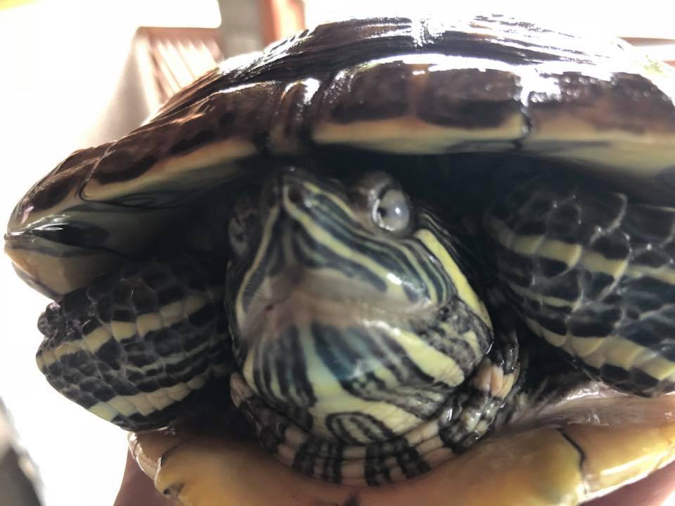 Schildkröten am Gnadenhof RespekTurtle