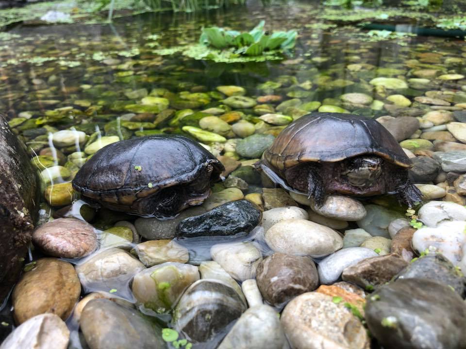 Schildkröten am Gnadenhof RespekTurtle