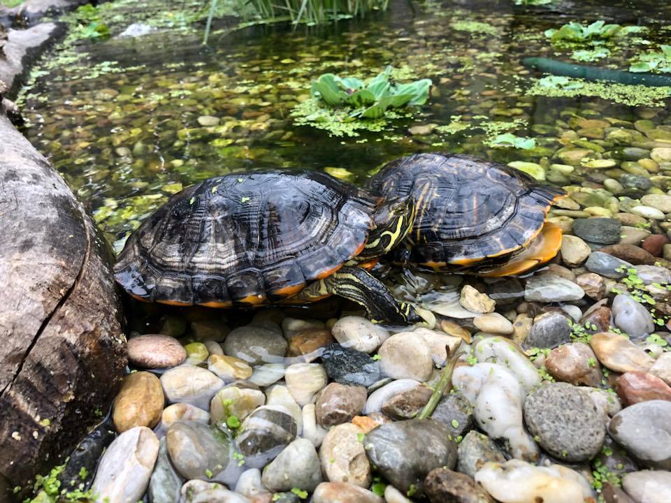 Schildkröten am Gnadenhof RespekTurtle