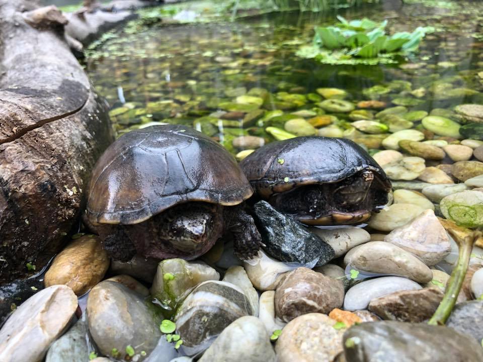 Schildkröten am Gnadenhof RespekTurtle