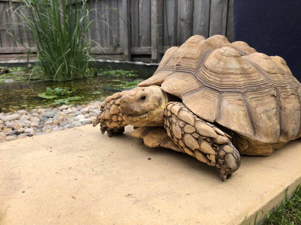 Schildkröten am Gnadenhof RespekTurtle