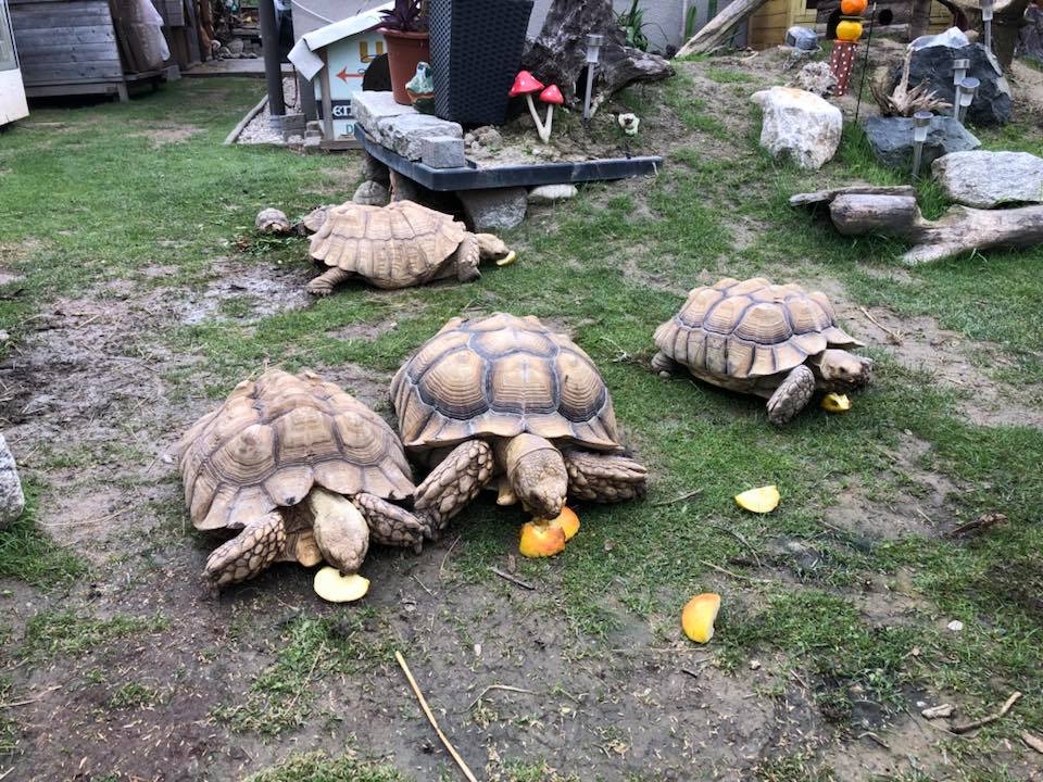 Schildkröten am Gnadenhof RespekTurtle