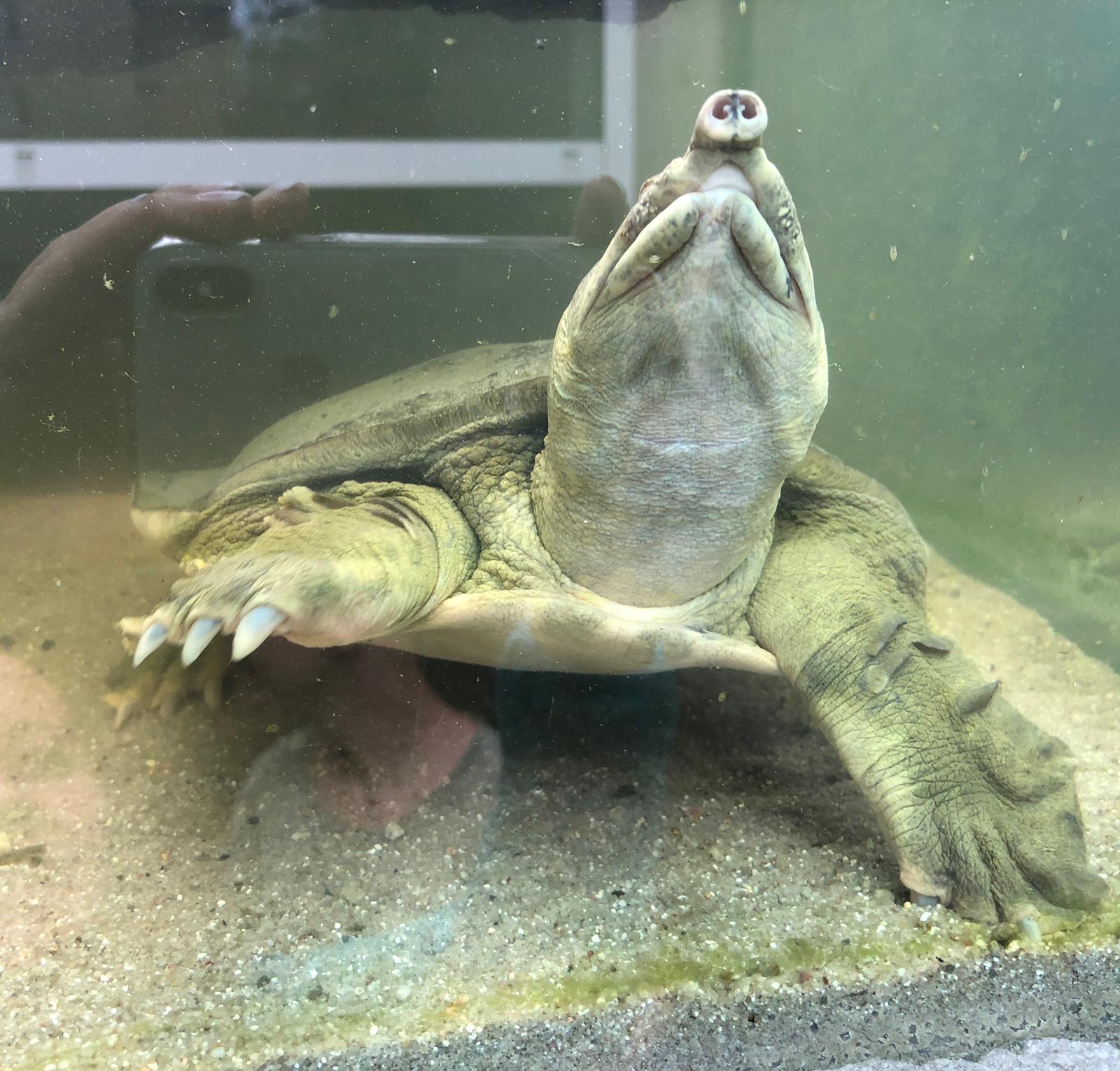 Schildkröten am Gnadenhof RespekTurtle