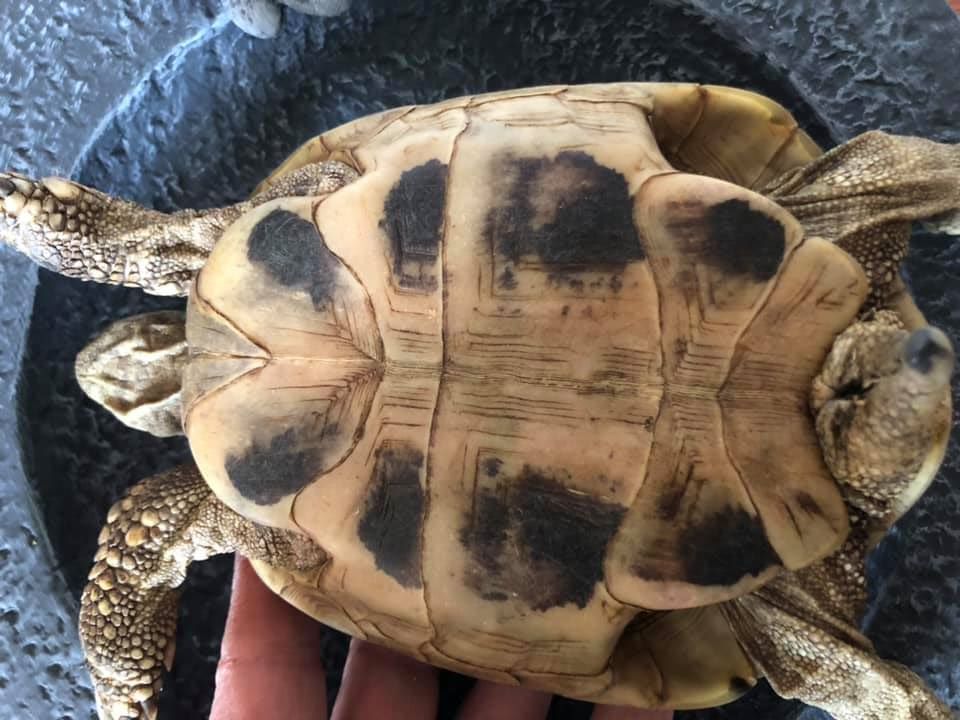 Schildkröten am Gnadenhof RespekTurtle